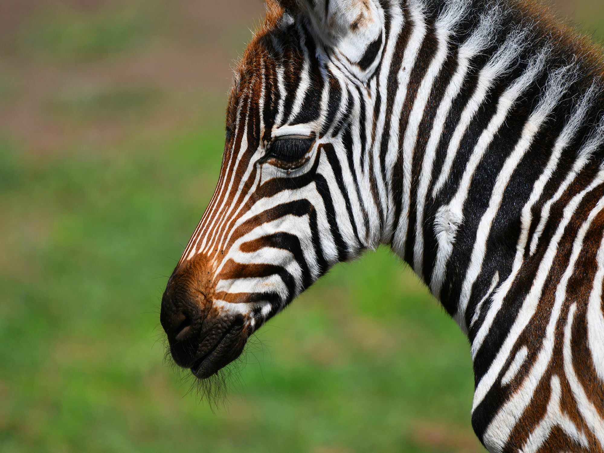 Serengeti Safari Lodge エクステリア 写真
